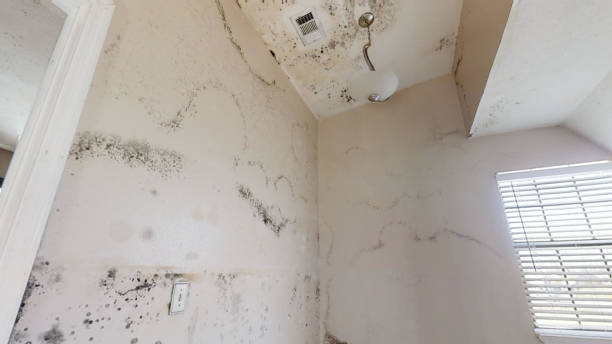 Best Mold Documentation for Insurance Claims  in Sutter Creek, CA
