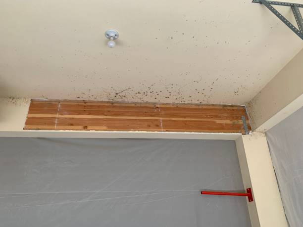 Best Emergency Mold Remediation  in Sutter Creek, CA