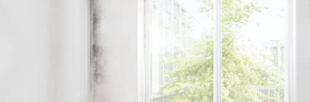  Sutter Creek, CA Mold Removal Pros